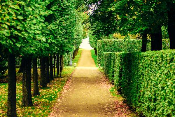 The Lower Park Peterhof