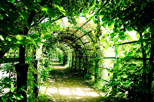 The Summer Garden